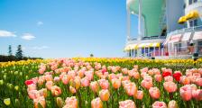 A flower garden in front of the hotel