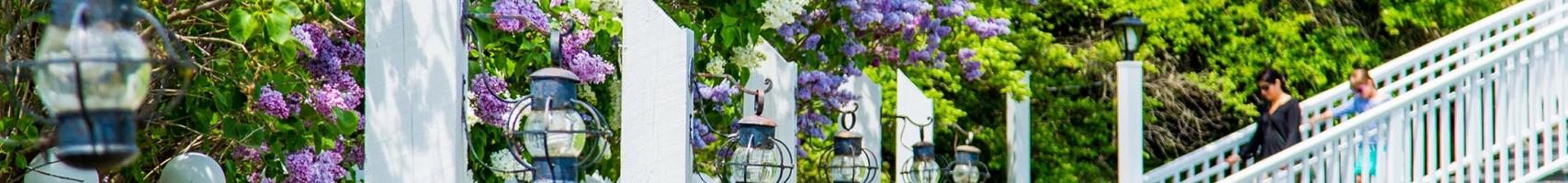 A nice path with benches and lilacs