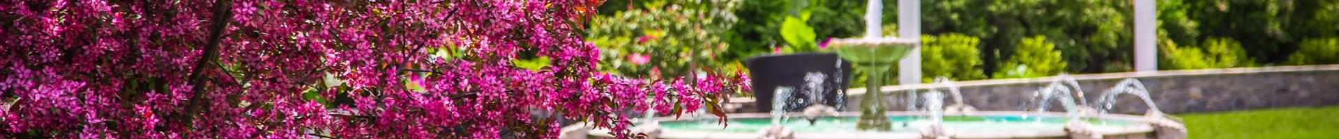 Fountain and purple flowered tree